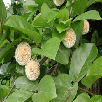 Nauclea Latifolia